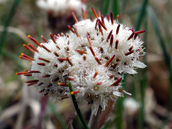 Antennaria neglecta