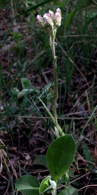 Glabrous Big-leaf Pussytoes