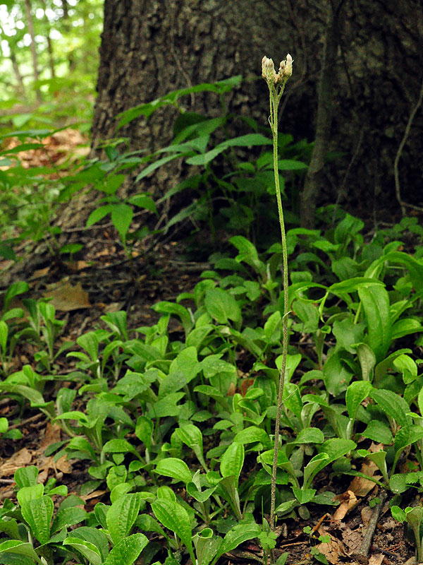 Glabrous Big-leaf Pussytoes