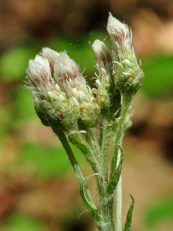 Glabrous Big-leaf Pussytoes