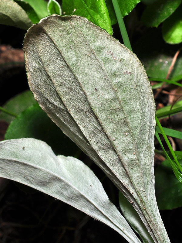 Glabrous Big-leaf Pussytoes