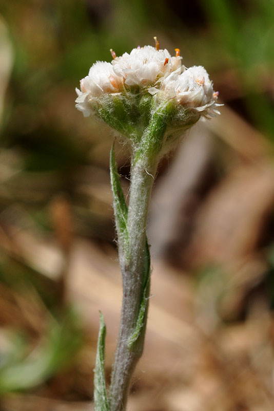 Hairy Big-leaf Pussytoes