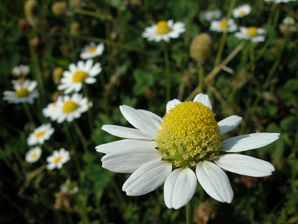 Anthemis cotula