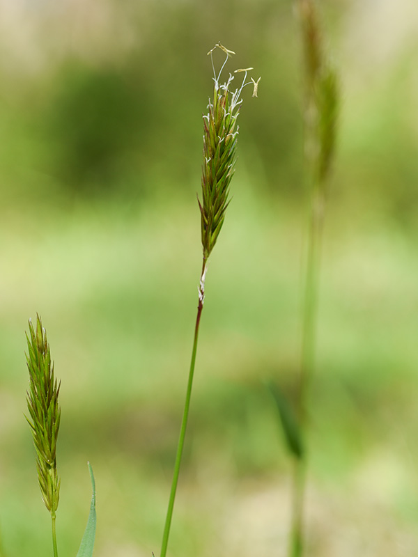 Anthoxanthum odoratum