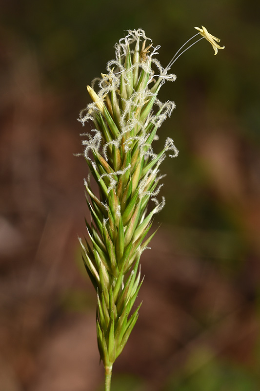 Anthoxanthum odoratum