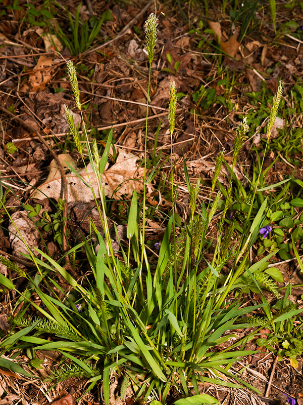 Sweet Vernal Grass