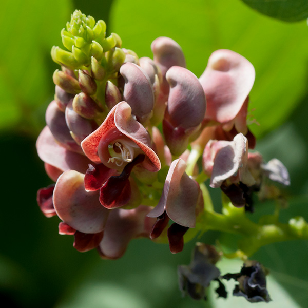 Swamp Groundnut