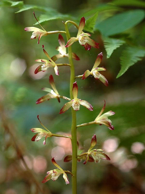 Aplectrum hyemale