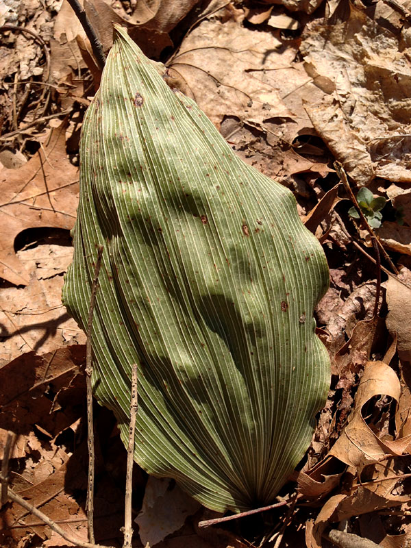 Aplectrum hyemale