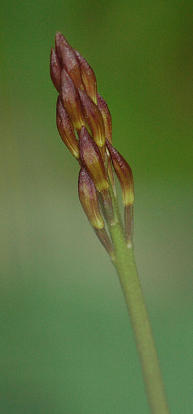 Aplectrum hyemale