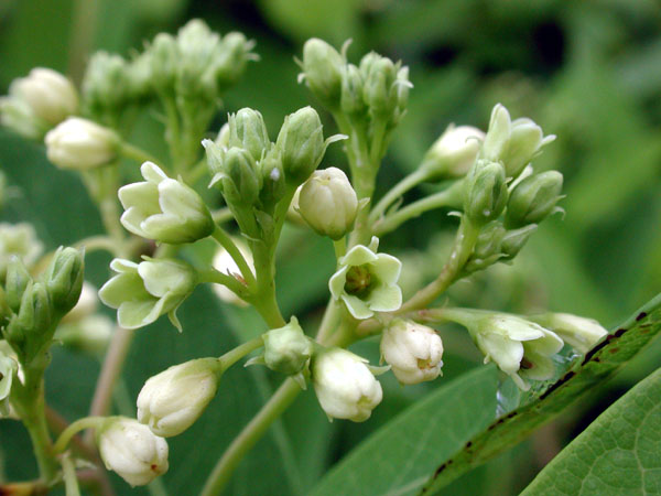 Clasping-leaf Dogbane