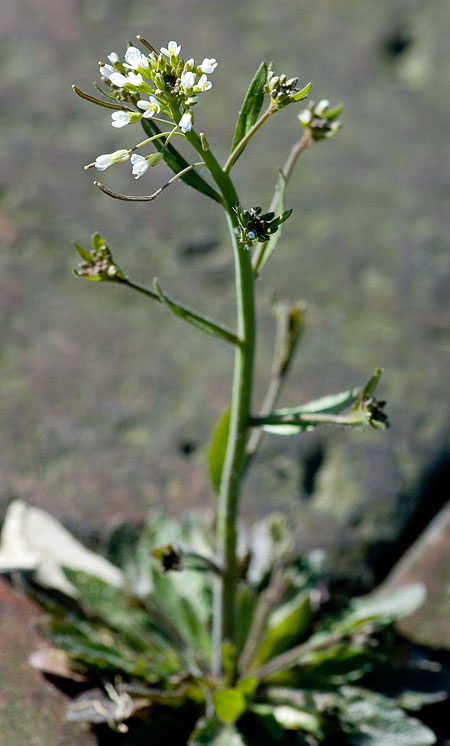 Arabidopsis thaliana #