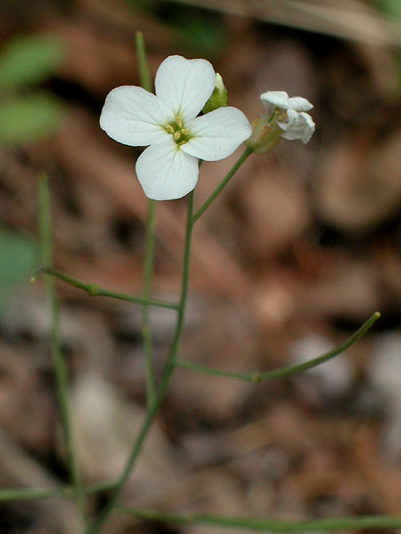 Lyre-leaf Rockcress