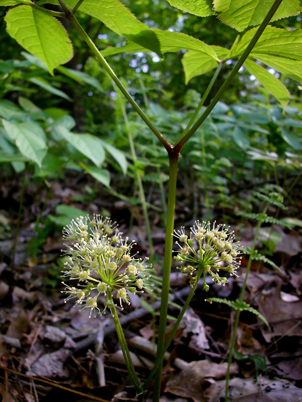 Aralia nudicaulis