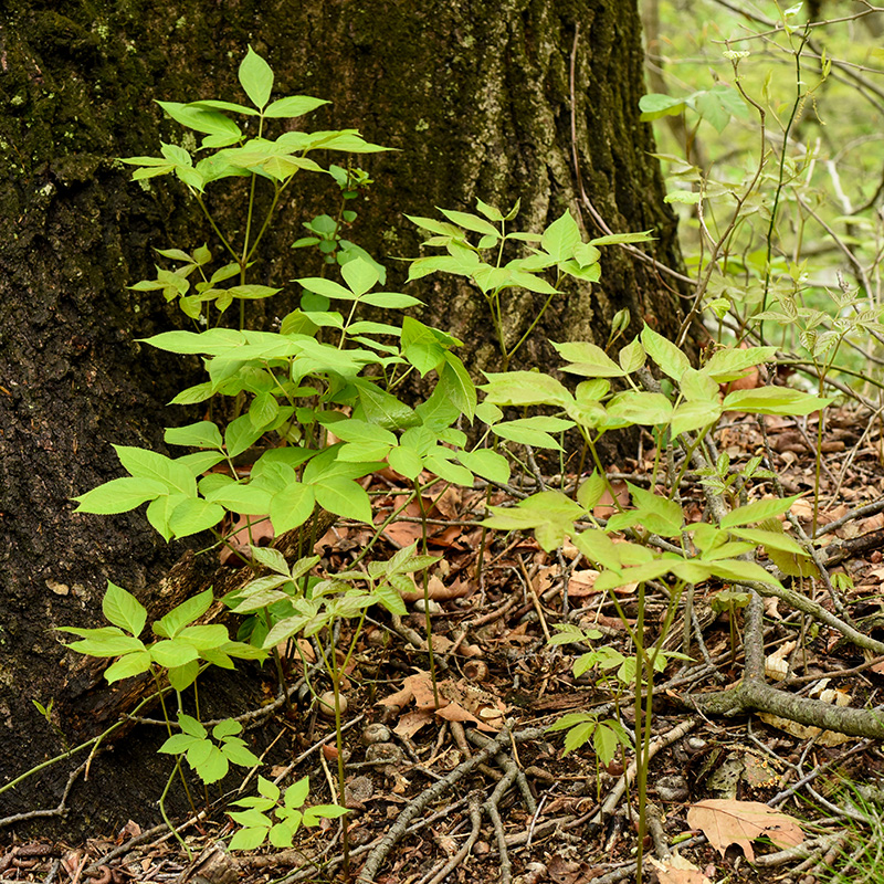 Aralia nudicaulis