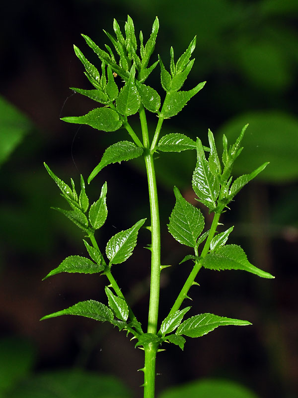 Aralia spinosa