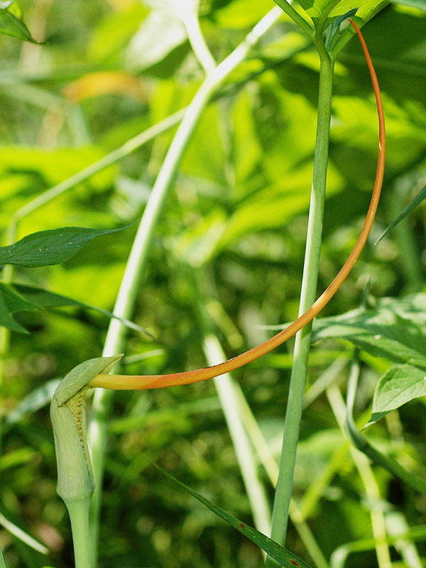 Arisaema dracontium