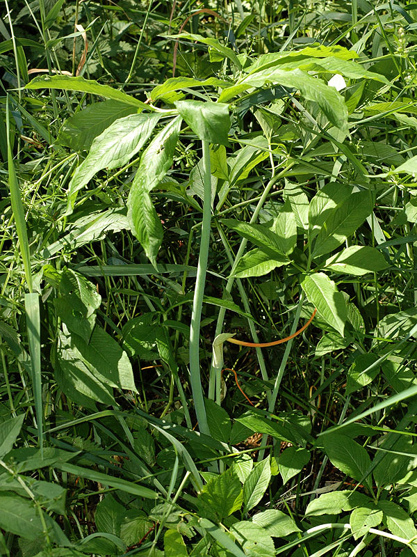 Arisaema dracontium