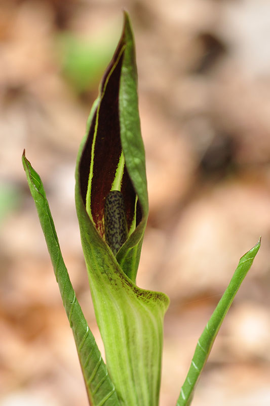 Arisaema triphyllum subsp. triphyllum