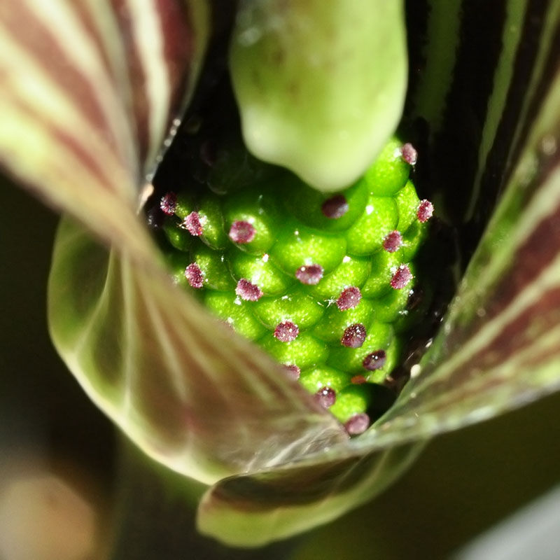 Arisaema triphyllum subsp. triphyllum