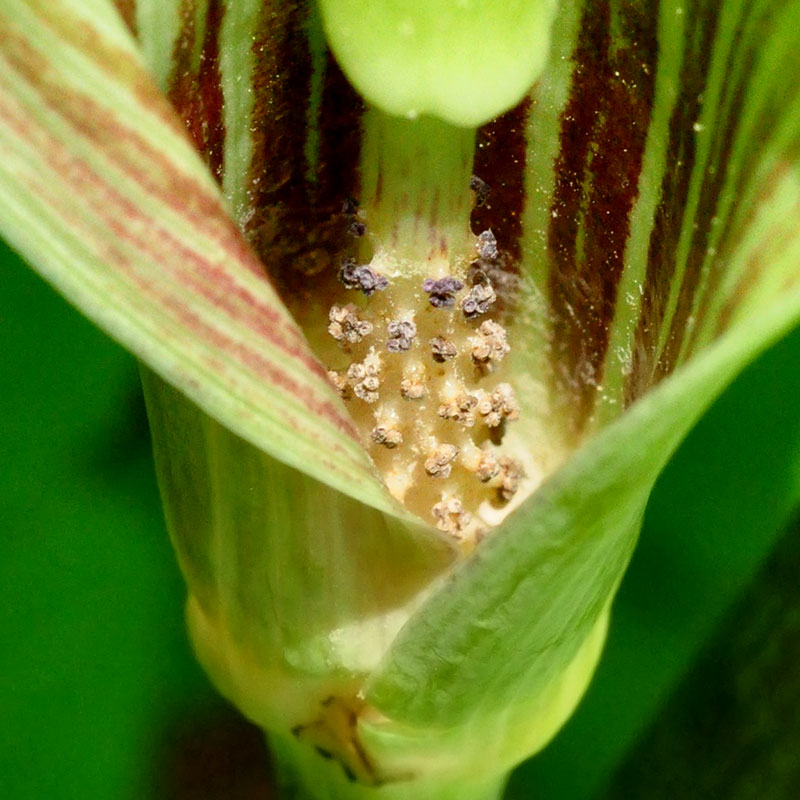 Swamp Jack-in-the-pulpit