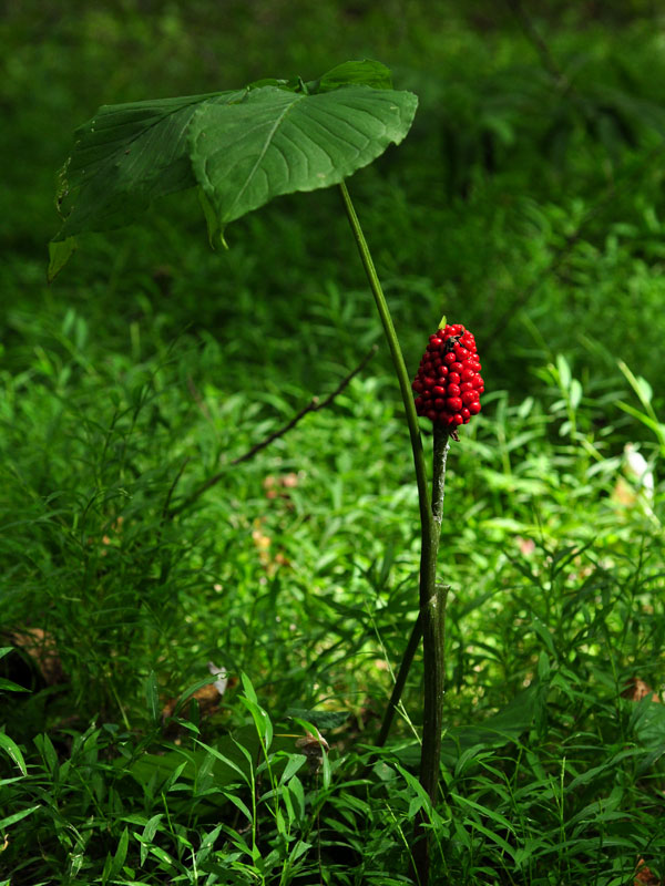 Swamp Jack-in-the-pulpit