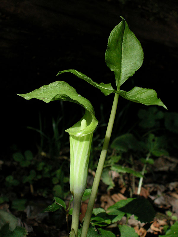 Small Jack-in-the-pulpit