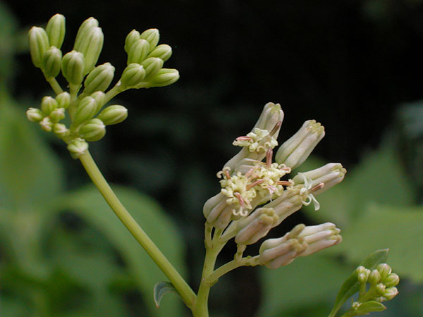 Arnoglossum atriplicifolium