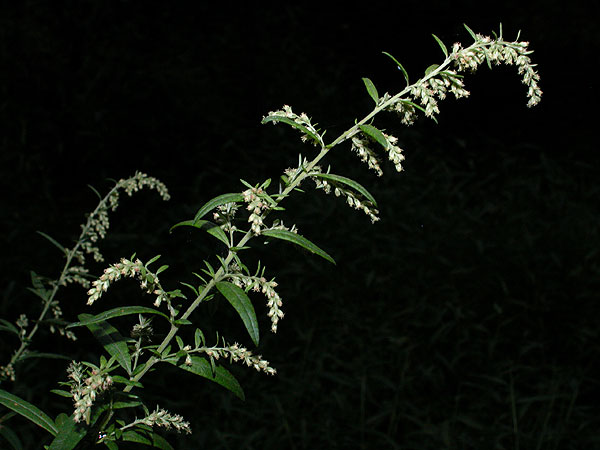 Artemisia ludoviciana