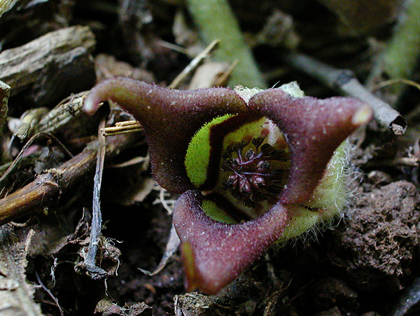 Canada Wild-ginger