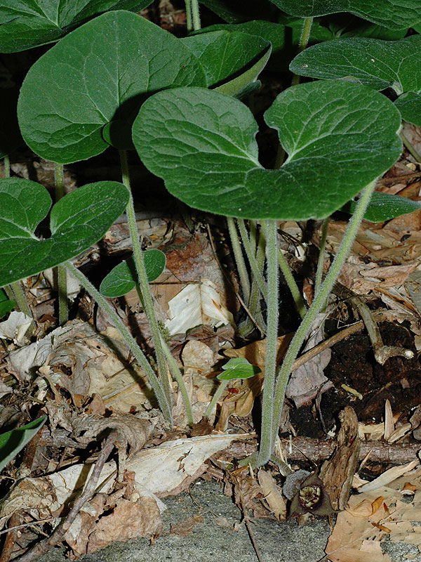 Canada Wild-ginger