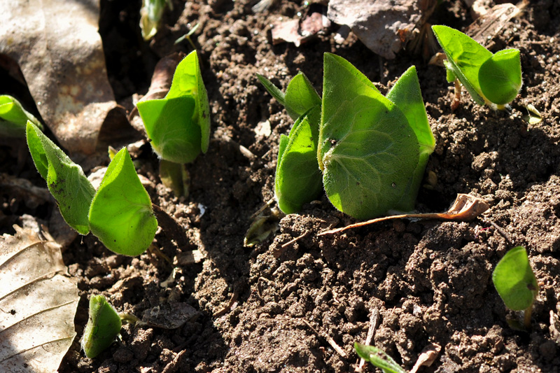 Asarum canadense var. canadense