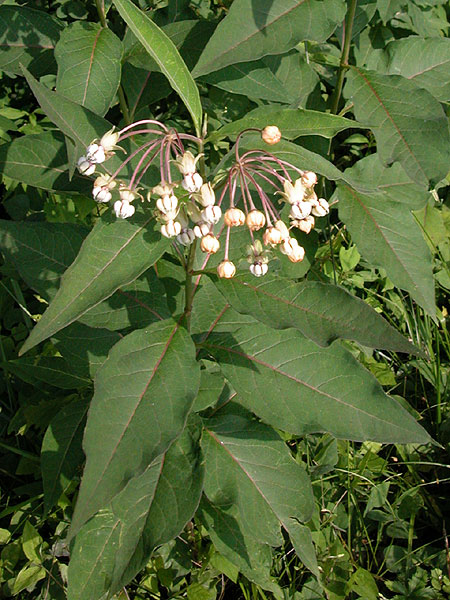 Poke Milkweed