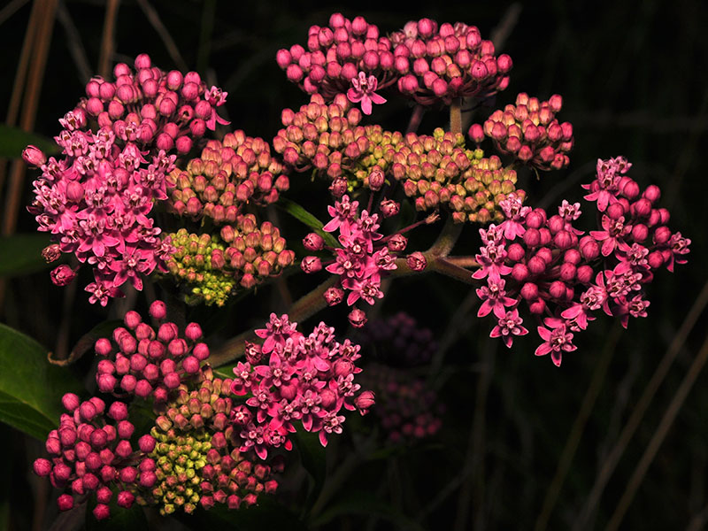 Swamp Milkweed