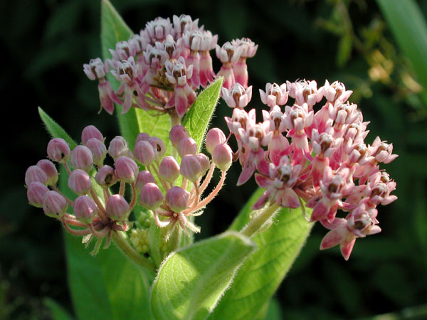 Asclepias incarnata subsp. pulchra