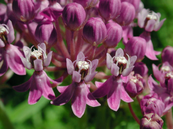 Asclepias incarnata subsp. pulchra