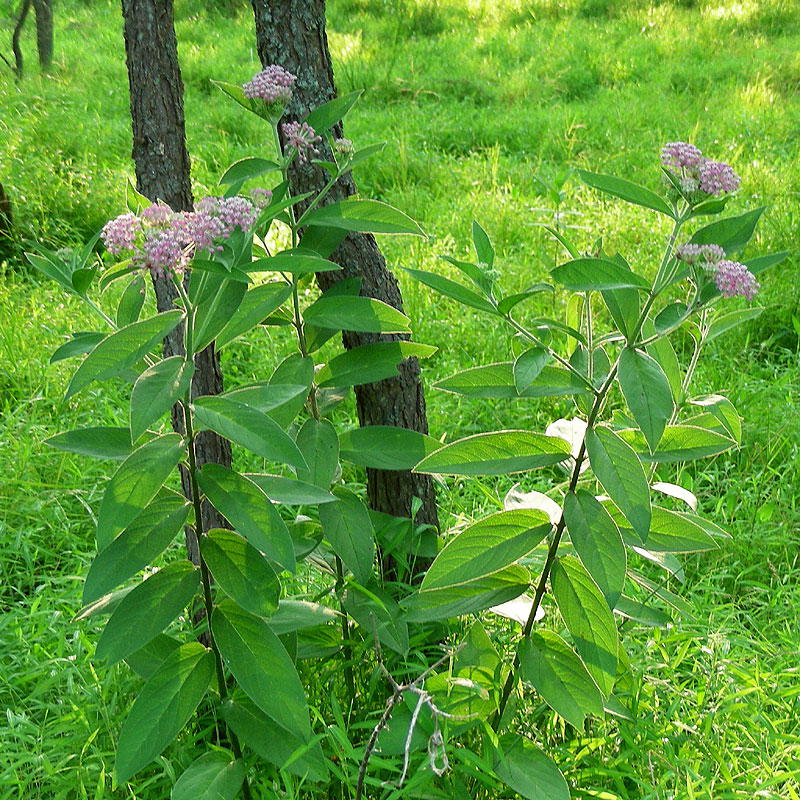 Swamp Milkweed