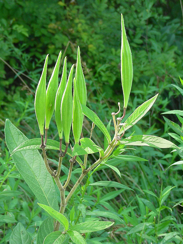 Swamp Milkweed