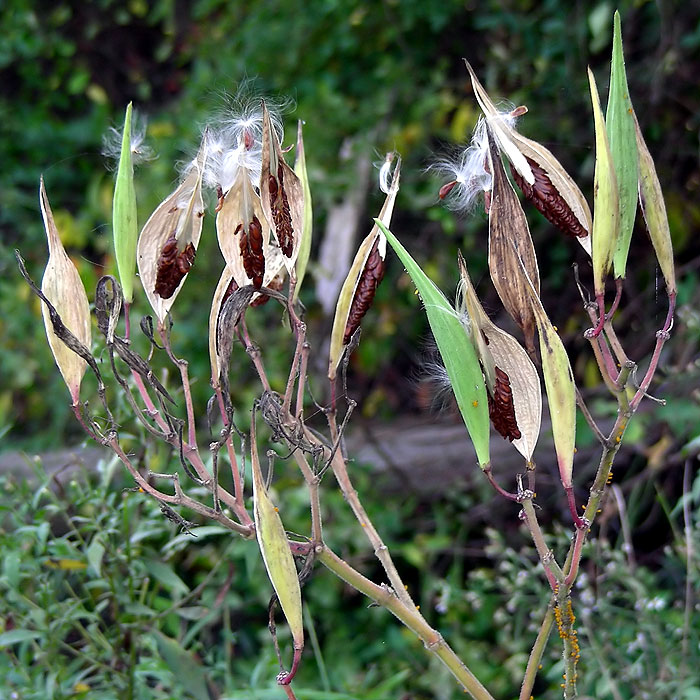 Swamp Milkweed