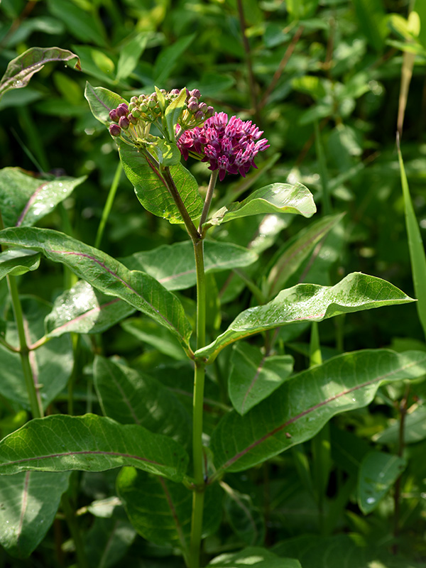 Asclepias purpurascens