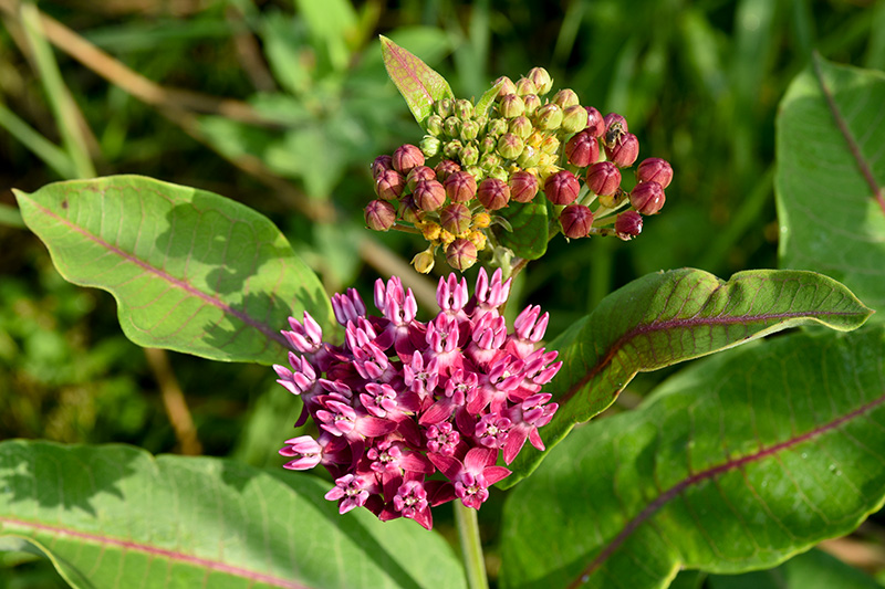 Purple Milkweed