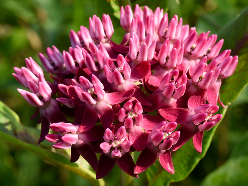 Purple Milkweed