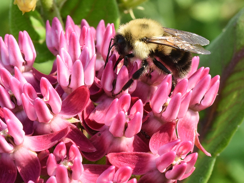 Asclepias purpurascens