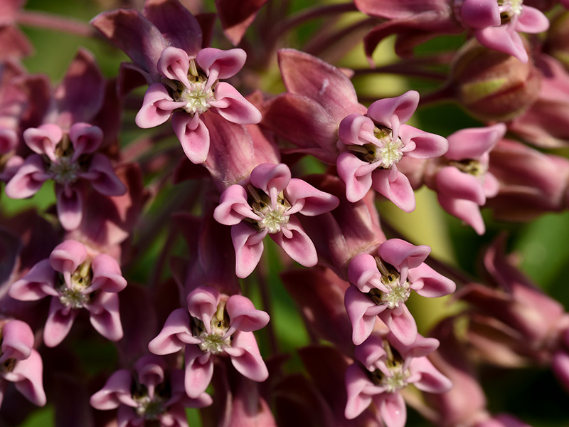 Common Milkweed