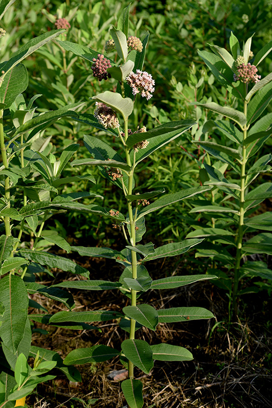 Asclepias syriaca