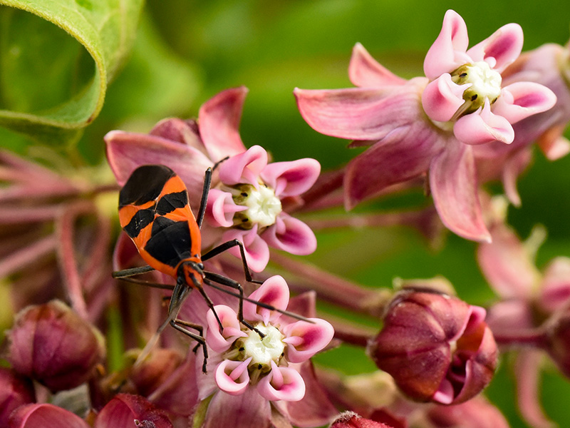 Asclepias syriaca