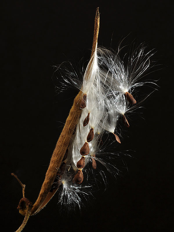 Butterfly Milkweed