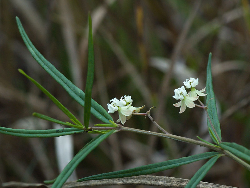 Whorled Milkweed