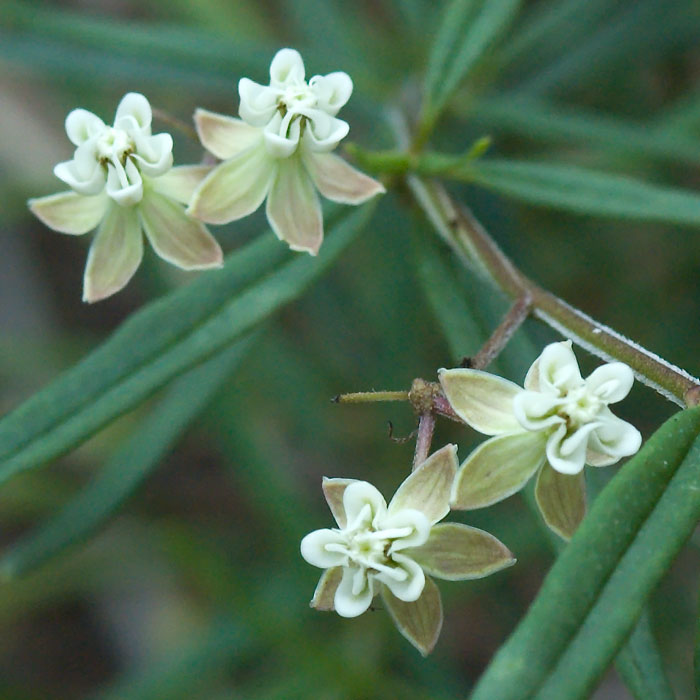 Asclepias verticillata