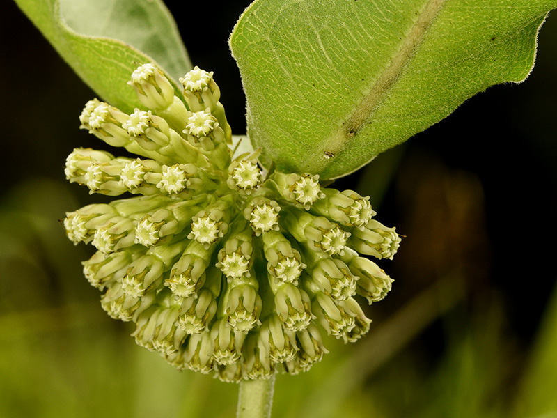 Asclepias viridiflora